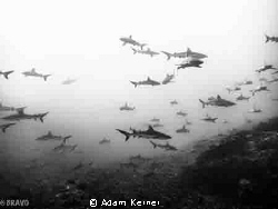 Wonderful dive in Fakarava lagoon, south pass in the Tuam... by Adam Kerner 